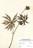 藏品(臺灣破傘菊)的圖片